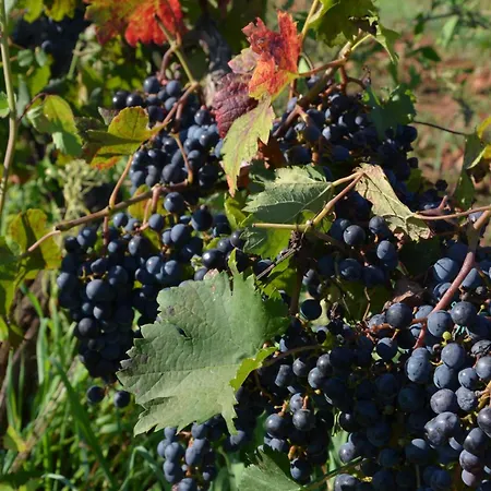 Leopoldo By Istrian Country Villa