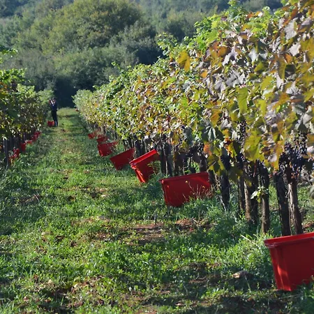 Leopoldo By Istrian Country