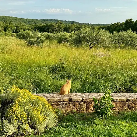 Leopoldo By Istrian Country Villa Barat (Porec)
